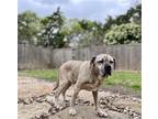 Adopt Edward a Boxer / Hound (Unknown Type) / Mixed dog in Denton, TX (37435072)