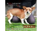 Adopt Trixie5382 a Tan/Yellow/Fawn Welsh Corgi / Mixed dog in Brooklyn