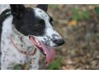Adopt Cookie a White - with Black Australian Cattle Dog / Siberian Husky / Mixed