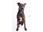 Adopt Fred a Black Labrador Retriever / German Shepherd Dog / Mixed dog in