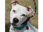 Adopt Pearl a White American Staffordshire Terrier / Mixed dog in Buena Vista