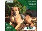 Adopt Pemi a Red/Golden/Orange/Chestnut - with Black Shepherd (Unknown Type) /