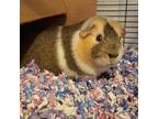 Adopt Lark fka Peppers a Guinea Pig small animal in Philadelphia, PA (37471391)