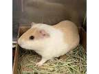 Adopt Paeden fka Pack a Guinea Pig small animal in Philadelphia, PA (37471390)