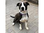 Adopt Seamus a White - with Black Great Dane / Mixed dog in Richmond