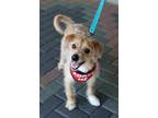 Adopt Scotty a Red/Golden/Orange/Chestnut Terrier (Unknown Type