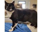 Adopt Vaughn a Domestic Shorthair / Mixed (short coat) cat in Fremont