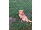 Adopt Bear a Labrador Retriever / Mixed dog in Eastman, GA (25465112)