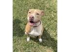 Adopt Nova a Tan/Yellow/Fawn - with White American Pit Bull Terrier / Mixed dog