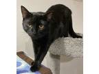 Adopt Zaara a All Black Domestic Shorthair / Mixed (short coat) cat in Lenexa