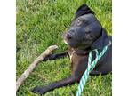 Adopt Xur a Black Labrador Retriever / Mixed dog in St. Louis, MO (37599336)