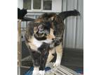 Adopt Smores a Calico or Dilute Calico American Shorthair / Mixed (short coat)