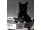 Adopt Haroon a All Black American Shorthair / Mixed (short coat) cat in Naples