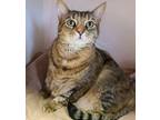Adopt Lucy a Domestic Shorthair / Mixed cat in Oakland, NJ (35252633)