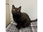 Adopt Aria a Domestic Shorthair / Mixed cat in Oakland, NJ (37724200)