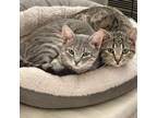 Adopt Bette and Ingrid a Tabby