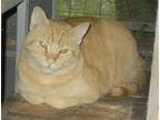Adopt Logan a Orange or Red (Mostly) American Shorthair / Mixed (short coat) cat