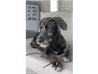 Adopt Patter a Black - with White Great Dane / Poodle (Standard) / Mixed dog in