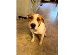 Adopt Cici a Staffordshire Bull Terrier / Jack Russell Terrier / Mixed dog in