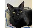 Adopt Smudge a All Black Domestic Shorthair / Mixed cat in Cody, WY (37765560)