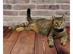 Adopt Hazel a Brown Tabby Domestic Shorthair / Mixed (short coat) cat in