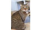 Adopt Green Eyes a American Shorthair / Mixed (short coat) cat in Naples