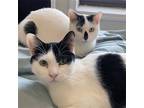 Adopt Oni & Gogmagog a Black & White or Tuxedo Domestic Shorthair / Mixed cat in