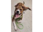 Adopt Otis - IN FOSTER a Brindle Mixed Breed (Large) / Mixed dog in Hamilton