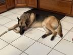 Adopt Hans a German Shepherd Dog / Mixed dog in Downey, CA (34676731)