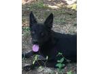 Adopt Ducky a Black - with Tan, Yellow or Fawn Australian Cattle Dog / Mixed dog