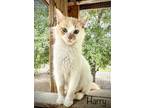 Adopt Harry a Calico or Dilute Calico Domestic Longhair / Mixed (long coat) cat