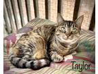 Adopt Taylor a Gray or Blue (Mostly) Domestic Mediumhair / Mixed (medium coat)