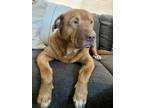 Adopt Charlie 2 a Shar Pei dog in San Diego, CA (37488054)