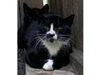 Adopt Zombie - barn cat a Black & White or Tuxedo Domestic Shorthair / Mixed