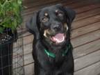 Adopt Roxanne (Roxy) a Black Rottweiler / Shepherd (Unknown Type) / Mixed dog in