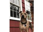 Adopt TIMMY a Brindle Catahoula Leopard Dog / Pit Bull Terrier / Mixed dog in