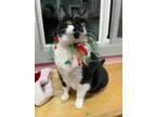 Adopt August a Domestic Shorthair / Mixed (short coat) cat in Glenfield