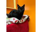 Adopt Charcoal a All Black Domestic Shorthair / Mixed (short coat) cat in