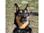 Adopt Ella JuM a Black German Shepherd Dog / Mixed dog in Rosemont