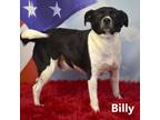 Adopt Billy a Black Mixed Breed (Medium) / Mixed dog in Yuma, AZ (37565111)