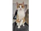 Adopt Diddy a Orange or Red Tabby Domestic Shorthair / Mixed cat in Rochester