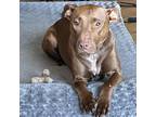Adopt Ivy a Brown/Chocolate Pit Bull Terrier / Doberman Pinscher / Mixed dog in