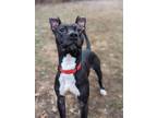 Adopt Mocha a Pit Bull Terrier / Mixed dog in Lexington, KY (37626553)