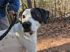 Adopt white socks a Labrador Retriever / Mixed dog in Franklin, NC (37586847)
