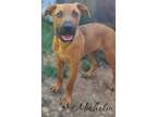 Adopt Michelin a Shepherd (Unknown Type) / Black Mouth Cur / Mixed dog in El
