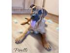 Adopt Pirelli a Shepherd (Unknown Type) / Black Mouth Cur / Mixed dog in El