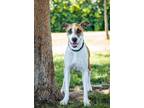 Adopt Bonnie a Terrier (Unknown Type, Medium) / Pit Bull Terrier / Mixed dog in