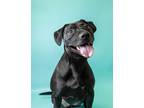 Adopt Sora a Labrador Retriever / Pit Bull Terrier / Mixed dog in Fresno