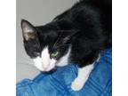 Adopt Sunny Acres a Black & White or Tuxedo American Shorthair / Mixed (short