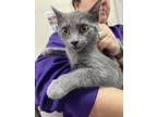 Adopt Mouse a Gray or Blue Domestic Shorthair / Domestic Shorthair / Mixed cat